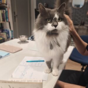 Médiation animale - R'mione au cabinet des apprentissages d'Audrey Lheureux