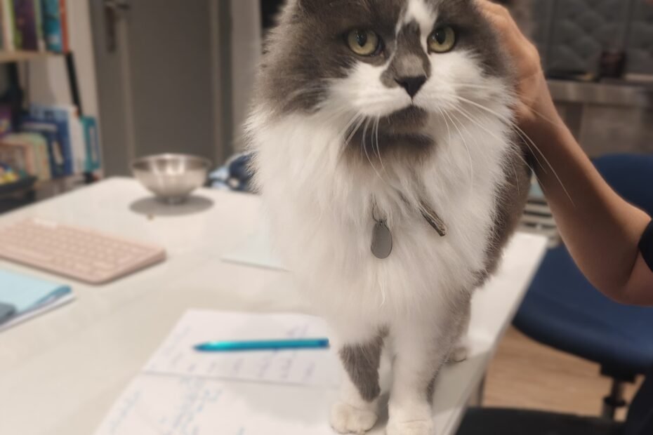 Médiation animale - R'mione au cabinet des apprentissages d'Audrey Lheureux